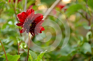 The beautiful red dahlia flower with bloom
