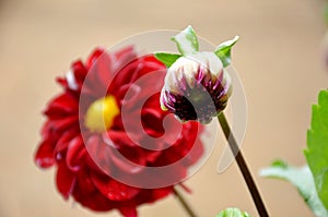 The beautiful red dahlia flower bloom with leaves and plant