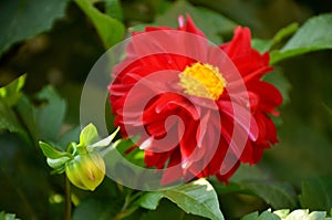 The beautiful red dahlia flower bloom with leaves and plant