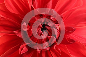 Beautiful red dahlia flower, closeup view