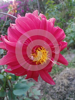 Beautiful red dahlia flower,dahlia wallpaper image,dahlia flower