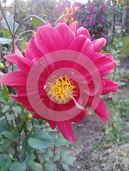 Beautiful red dahlia flower,dahlia wallpaper image,dahlia flower