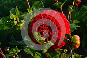 Beautiful red dahlia flower in the garden, flower with rain drops