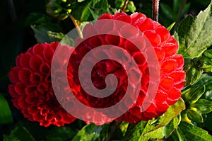 Beautiful red dahlia flower in the garden, flower with rain drops