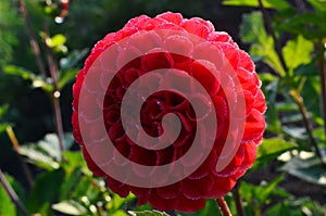 Beautiful red dahlia flower in the garden, flower with rain drops