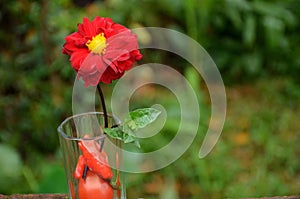 The beautiful red dahlia flower with leaf in the glass on the green background