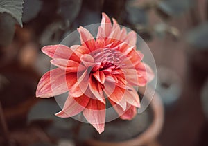 Beautiful red dahlia flower with open petals . Macro image