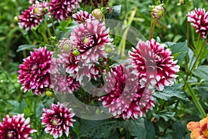 Beautiful red dahlia in the garden. Dahlia flowers