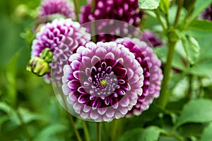 Beautiful red dahlia in the garden. Dahlia flowers