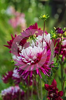 Beautiful red dahlia in the garden. Dahlia flowers