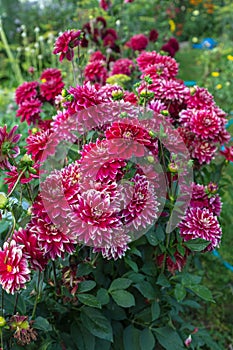 Beautiful red dahlia in the garden. Dahlia flowers