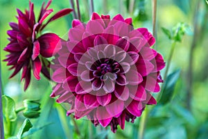 Beautiful red dahlia in the garden. Dahlia flowers