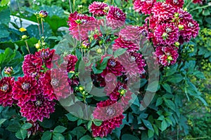 Beautiful red dahlia in the garden. Dahlia flowers