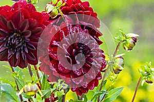 Beautiful red dahlias bloom in the garden after the rain