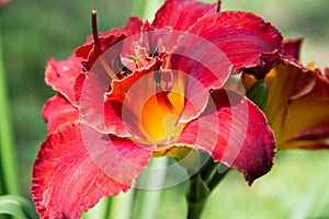 Beautiful red daylily graded on bed
