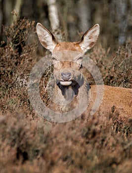 A beautiful Red Deer hind in the winter sun, UK