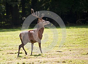 Beautiful red deer stag during Autumn Fall