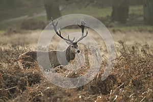 Beautiful red deer stag Cervus Elaphus with majestic antelrs in Autumn Fall froest landscape