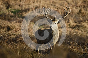 Beautiful red deer stag Cervus Elaphus with majestic antelrs in Autumn Fall froest landscape