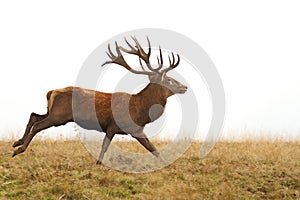 Beautiful red deer stag running