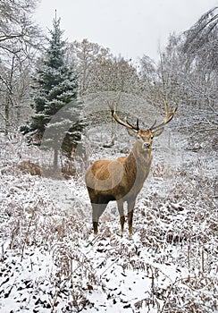 Beautiful red deer stag in snow covered festive season Winter forest landscape