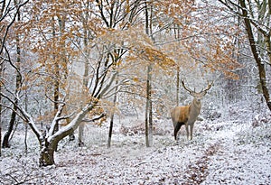 Beautiful red deer stag in snow covered festive season Winter forest landscape