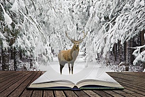 Beautiful red deer stag in snow covered festive season Winter forest landscape concept coming out of pages in open book