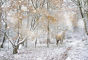 Beautiful red deer stag in snow covered festive season Winter forest landscape in heavy snow storm