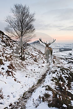 Beautiful red deer stag in snow covered mountain range festive s