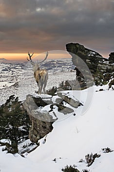 Beautiful red deer stag in snow covered mountain range festive s