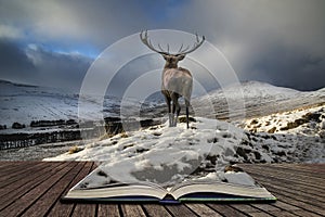 Beautiful red deer stag in snow covered mountain range festive s