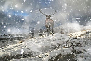 Beautiful red deer stag in snow covered mountain range winter landscape in heavy snow storm