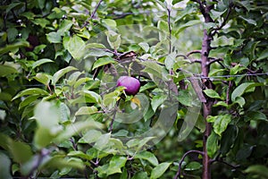Single red delicious apple hanging on a tree