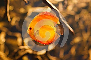 Beautiful red discus fish.