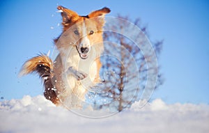 Il cane frontiere inverno 