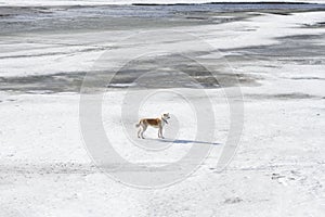 Krásný pes z japonec plemeno v kůže límec stojany za zasněžený z řeka v 