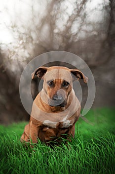 beautiful red dog mixed breed ridgeback and staff spring portraits