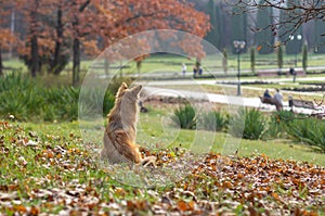 Beautiful red dog pooch sits on the lawn and waits for the owner