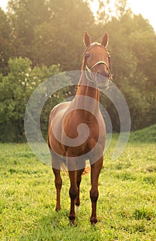 Beautiful red don mare horse in green field