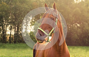 Beautiful red don mare horse in green field