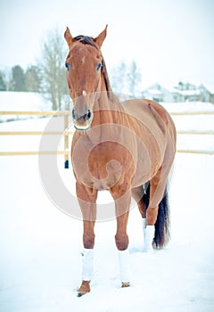 Beautiful red don mare horse on paddock in winter