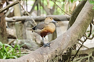 Beautiful red duck, Lesser Whistling-Duck (Dendrocygn a javanica)