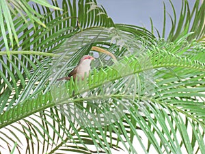 Beautiful Red-eared Waxbill bird sitting on a palm branch