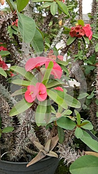 Beautiful red euphorbia flowers for home or garden decoration