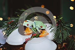 Beautiful red eyed tree frog on capcake with Christmass decoration