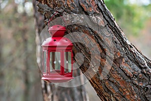 Beautiful red fairytale lantern hanging fir branch in forest