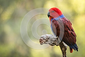 Beautiful red female Eclectus parrot