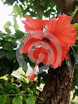 Beautiful Red Flower