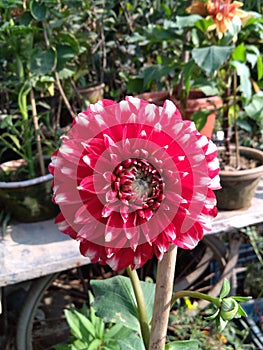 Beautiful red flower