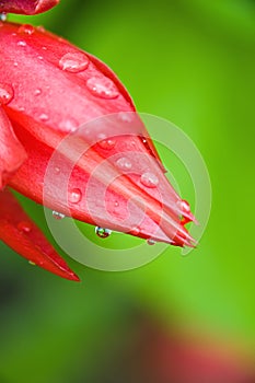 Beautiful red flower